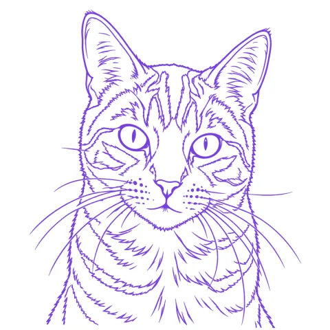 Cat portrait tattoo stencil: clean linework traced from the photo