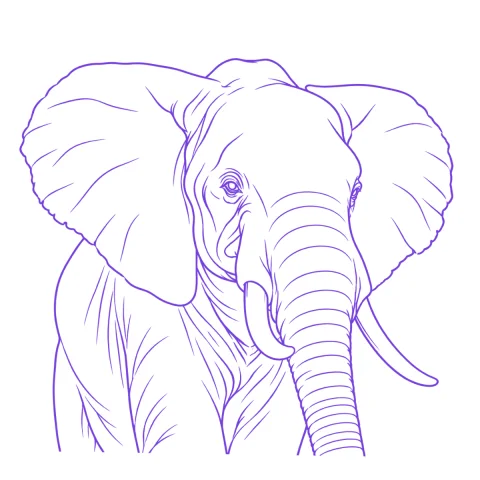 Elephant tattoo stencil: clean linework traced from the photo