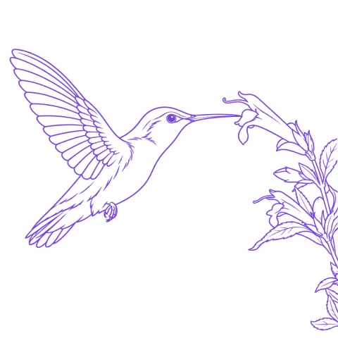 Hummingbird tattoo stencil: clean linework traced from the photo