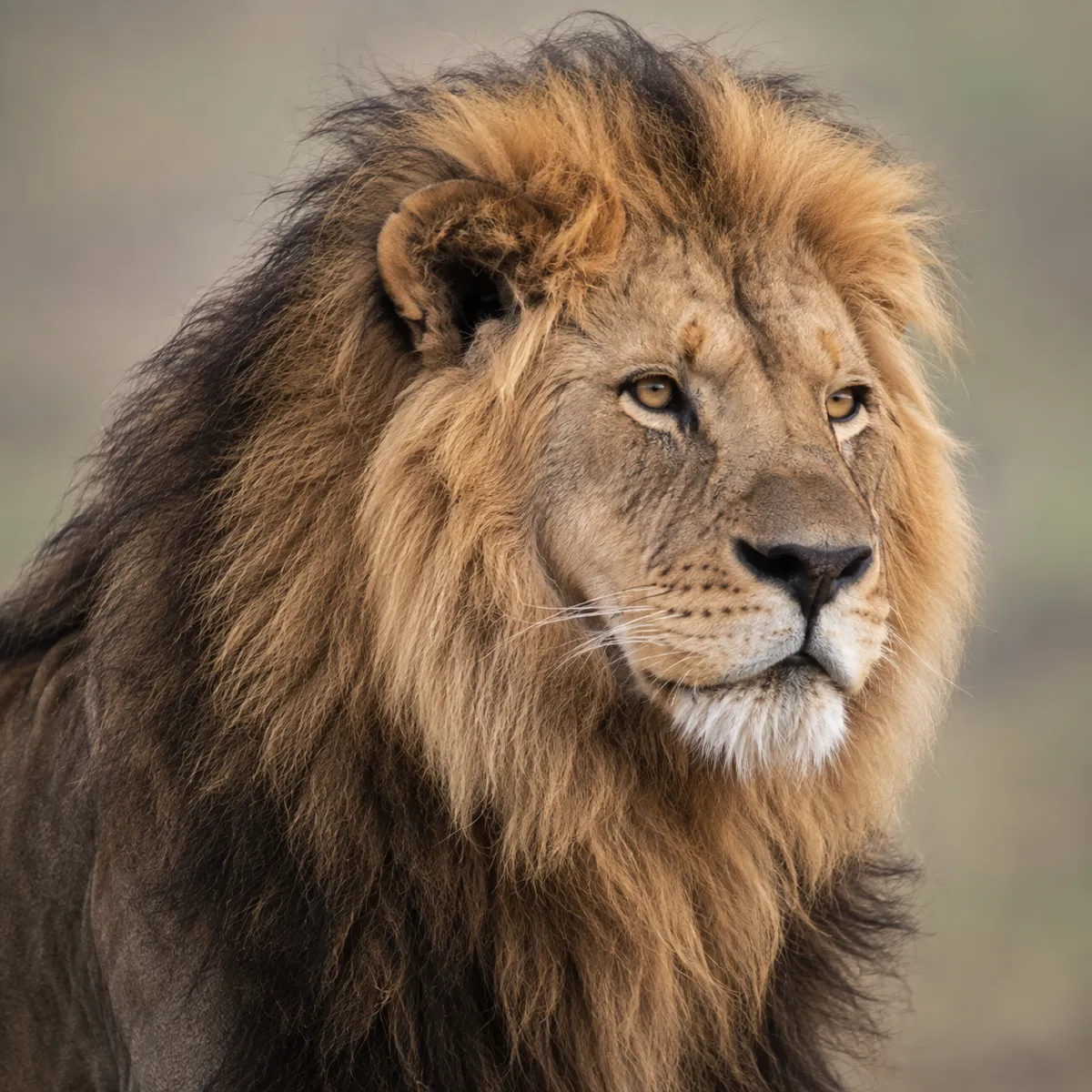 Lion: reference photo