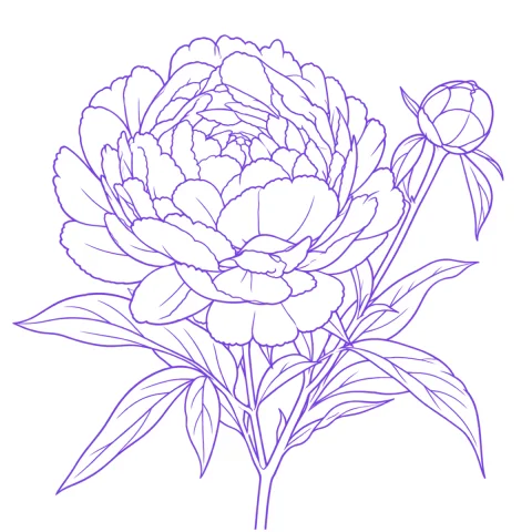 Peony tattoo stencil: clean linework traced from the photo