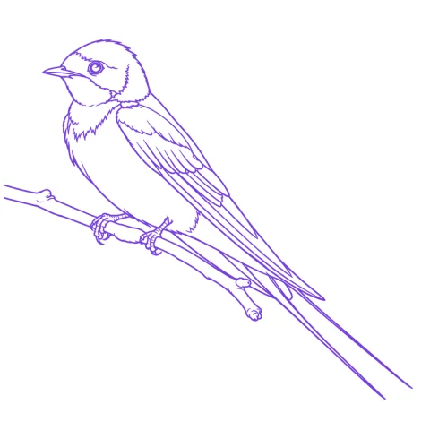 Swallow tattoo stencil: clean linework traced from the photo