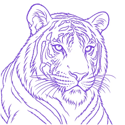 Tiger tattoo stencil: clean linework traced from the photo
