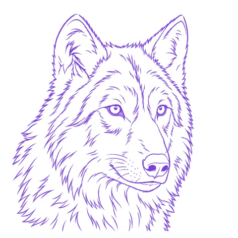 Wolf tattoo stencil: clean linework traced from the photo